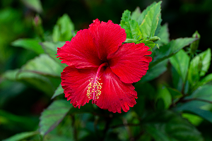Hibiscus extract