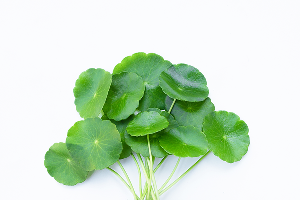 Centella asiatica